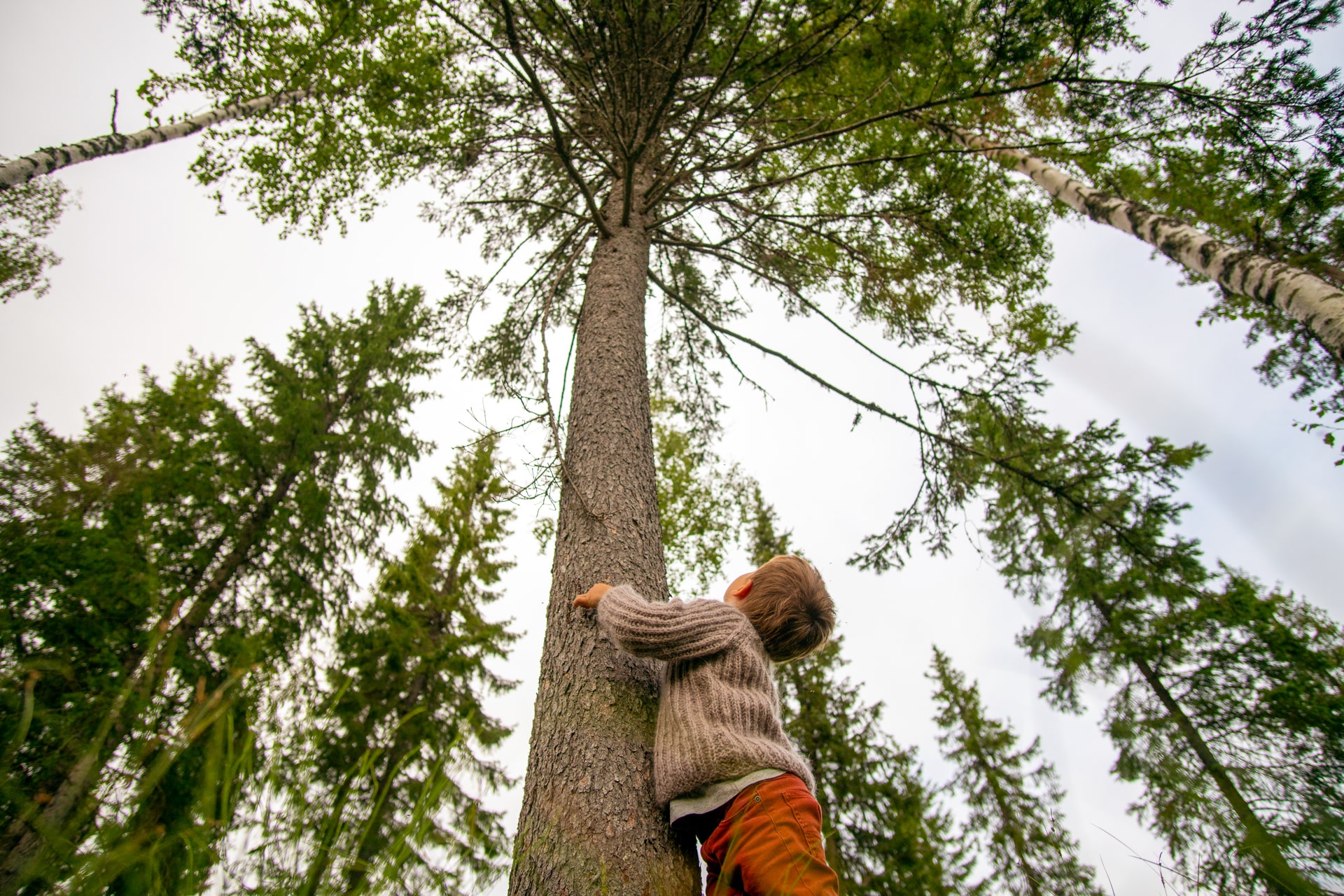 Ympäristö, jossa lapsi halaa puuta